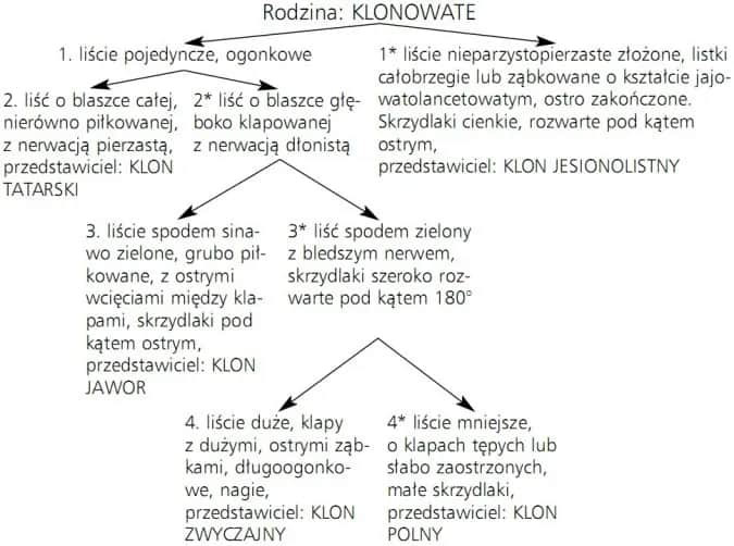 Biologia co to jest: Klucz do zrozumienia życia i organizmów