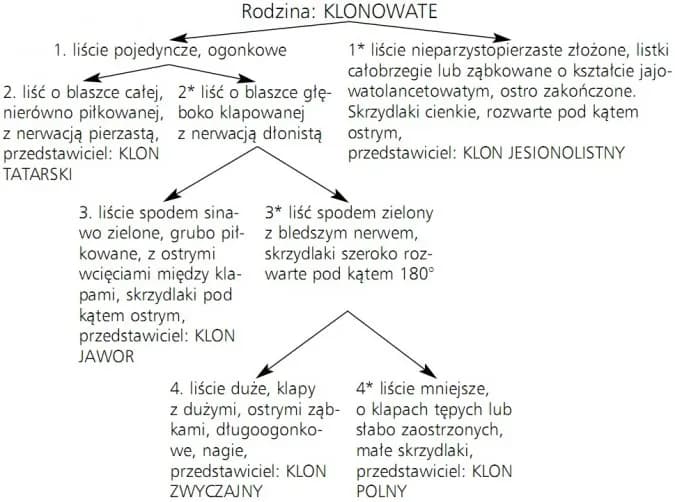 Biologia co to jest: Klucz do zrozumienia życia i organizmów