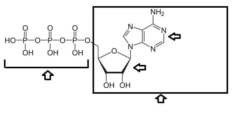 ATP w biologii: klucz do zrozumienia energii w komórkach