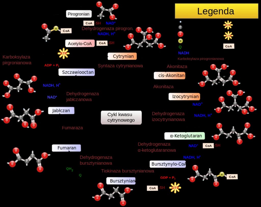 Co to jest metabolizm w biologii i dlaczego jest tak ważny?